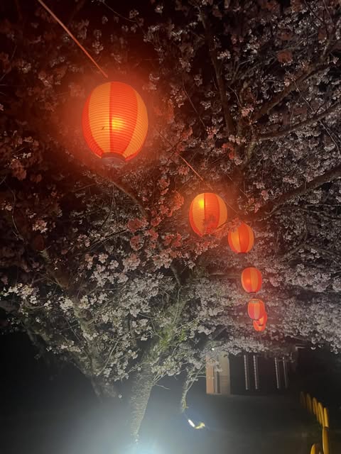 夜桜とちょうちん